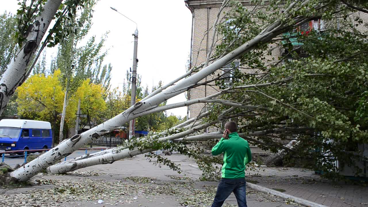 Gli alberi spezzati dopo un uragano. La strada è piena di alberi caduti