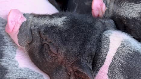 group of mini pigs sleeping closely together