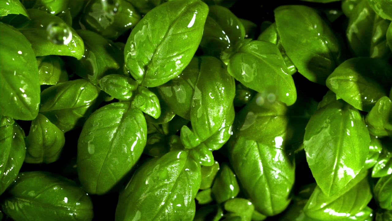 Gocce d'acqua che cadono su foglie fresche di basilico verde.