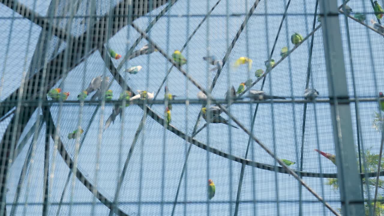 Parrots in a large aviary cage