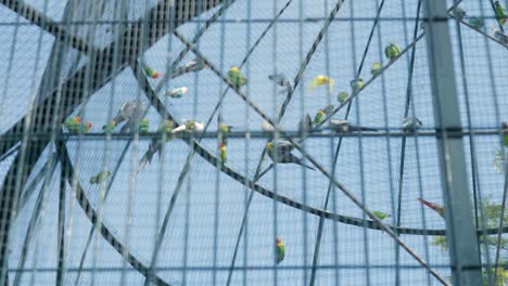 parrots in a large aviary cage