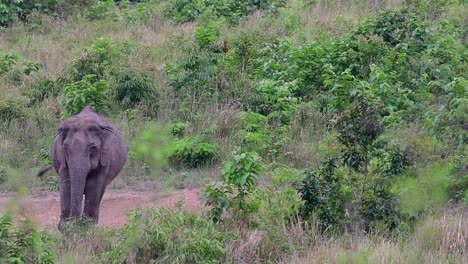 Los-Elefantes-Asiáticos-Son-Especies-En-Peligro-De-Extinción-Y-También-Son-Residentes-De-Tailandia