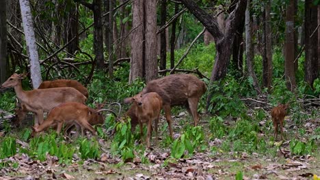 el ciervo del campo es una especie en peligro de extinción debido a la pérdida de hábitat y la caza