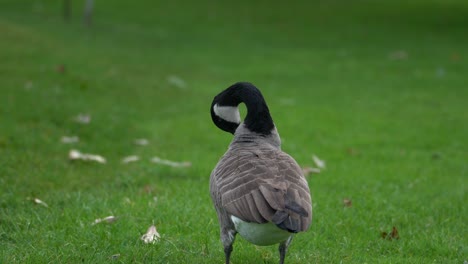 el ganso de canadá sacude las plumas de la cola y se acicala con su pico sobre la hierba verde