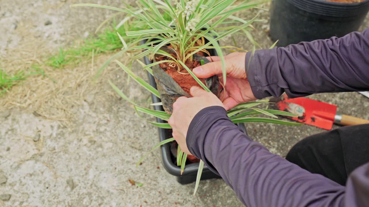 Close up of hands holding the root ball of a green plant after removing its plastic pot, getting ready to plant it into a black rectangular planter outdoors