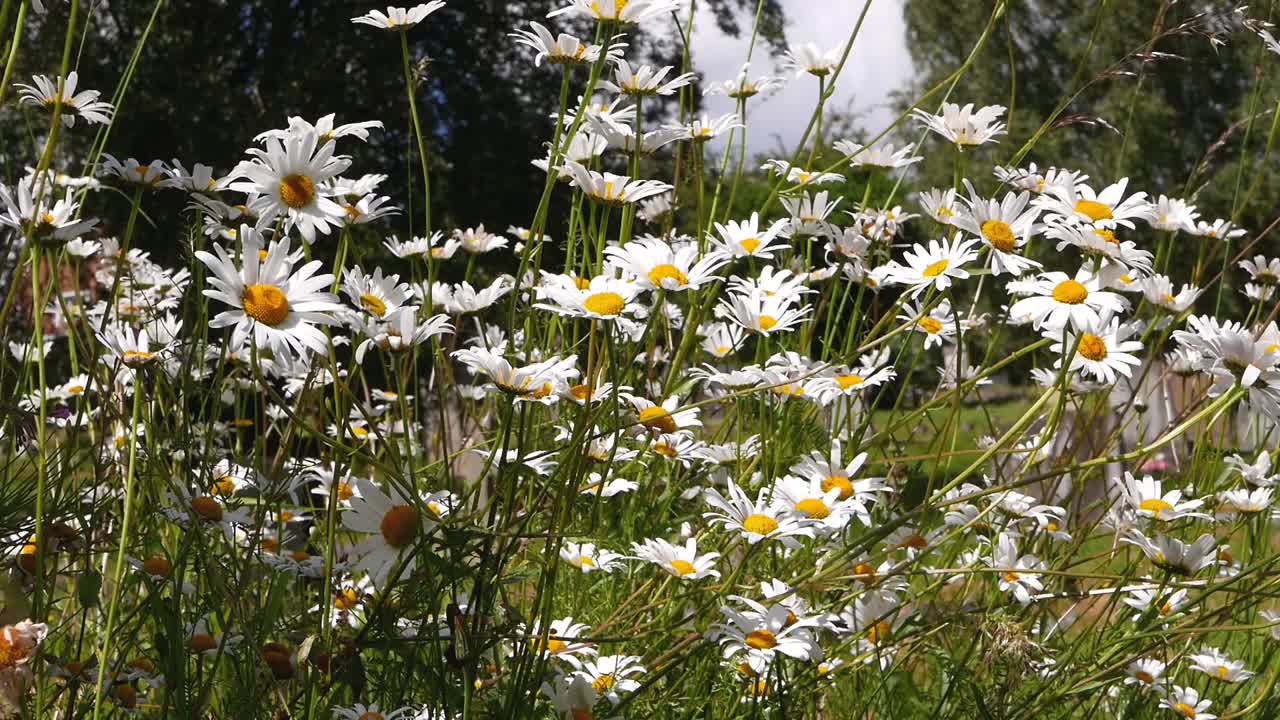 옥스 아이 데이지 (leucanthemum vulgare)