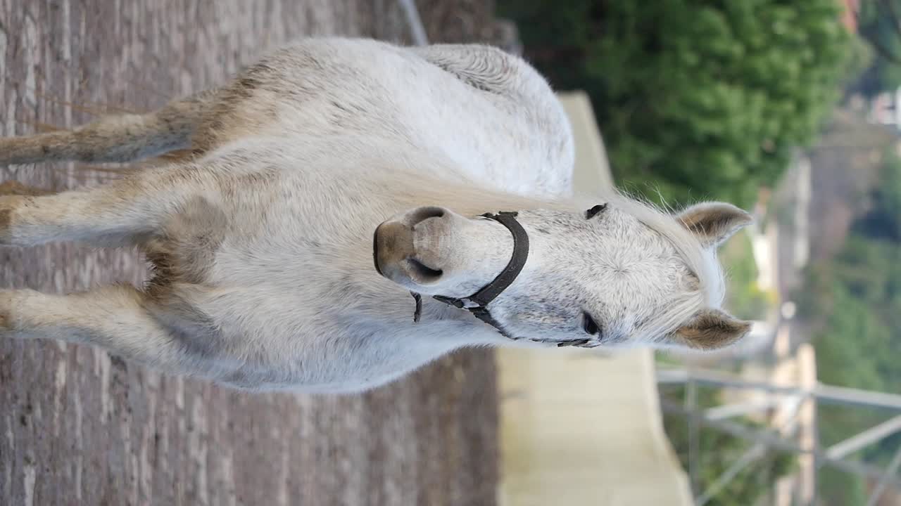White Pony with Bridle