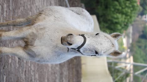 white pony with bridle
