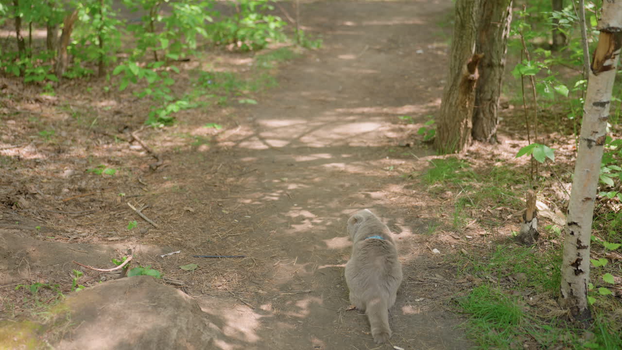 Grey Cat Strolls Peacefully, Calm Feline Walks Forest Trail, Tranquil Feline Meanders Through Shaded Woodland Pathway Peacefully, Gentle Grey Feline Wanders Along Sundappled Forest Trail Quietly