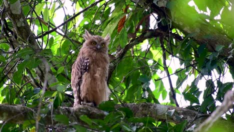 Die-Buffy-Fish-Owl-Ist-Eine-Große-Eule-Und-Doch-Die-Kleinste-Unter-Den-Vier-Fischeulen