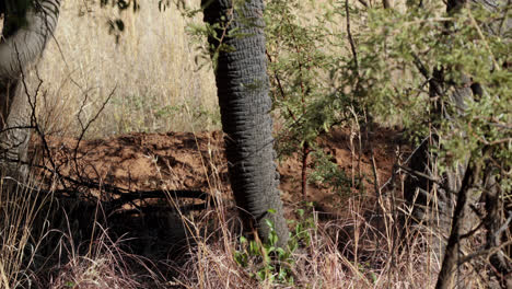 elephants grazing from the tree tops