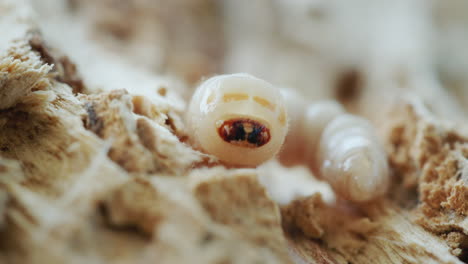 Larva-Del-Escarabajo-Triturador-En-Un-árbol-Podrido.