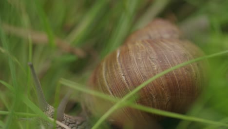 Edible brown Roman snail crawls slowly in fresh