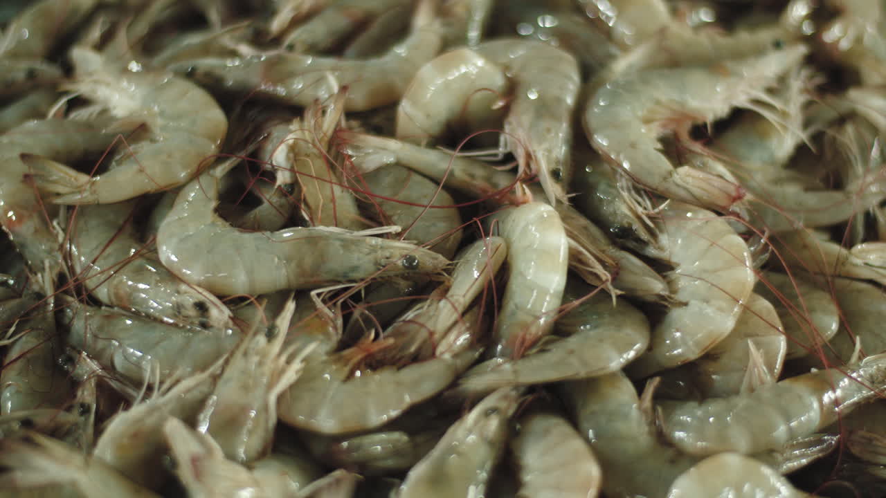 긴 더듬이가 있는 생새우의 큰 더미, 클로즈업