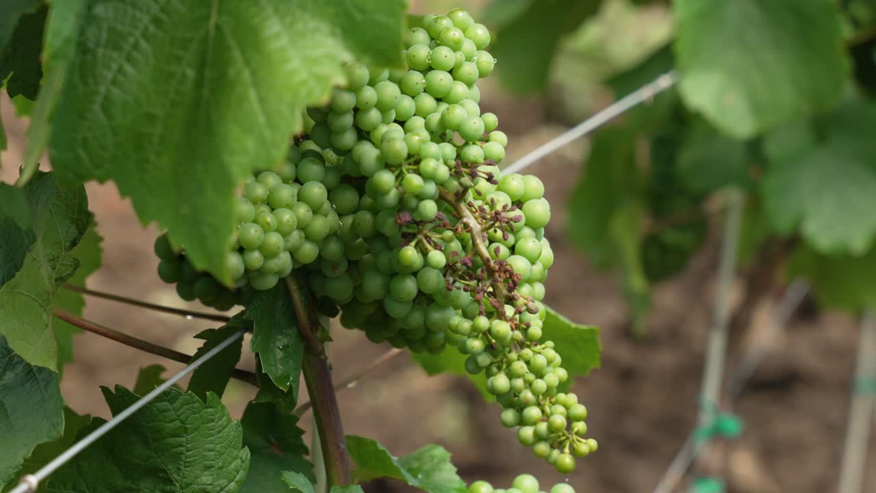 이탈리아 의 포도 ⁇  의 줄 들 사이 에 느리게  ⁇