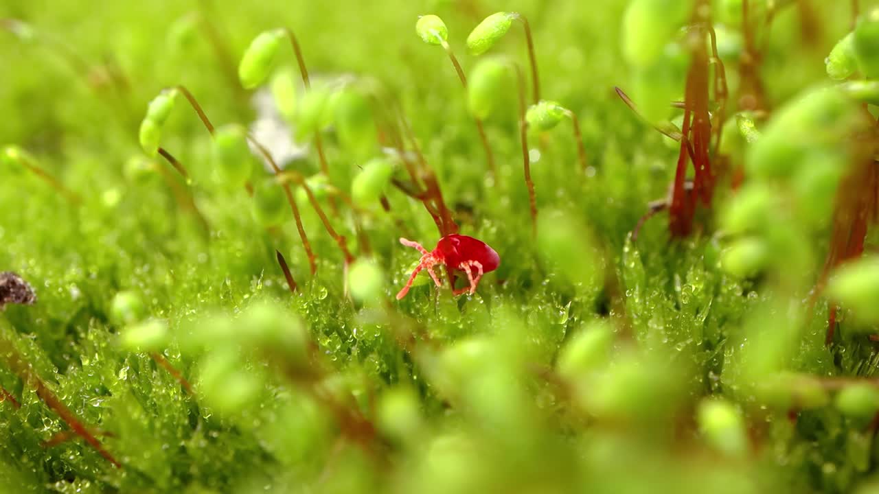⁇ 은 벨 ⁇  진드기 (red velvet mites, true velvet mites, rain bugs) 라고 불리는 트롬비디데 (trombidiidae) 는 밝은  ⁇ 은 색으로 알려진 토양 쓰레기에서 발견되는 거미류입니다.