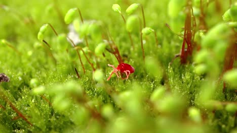 los trombidiidae, conocidos como ácaros de terciopelo rojo, verdaderos ácaros de terciopelo o insectos de la lluvia, son arácnidos que se encuentran en la basura del suelo conocidos por su color rojo brillante.
