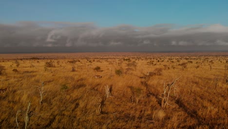 A-large-plain-with-a-small-herd-of-zebras,-at-Tsavo-West,-Kenya