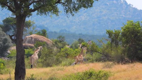 Group-of-Giraffes-in-the-Wild:-Kruger-National-Park,-Sunny-Hot-Day