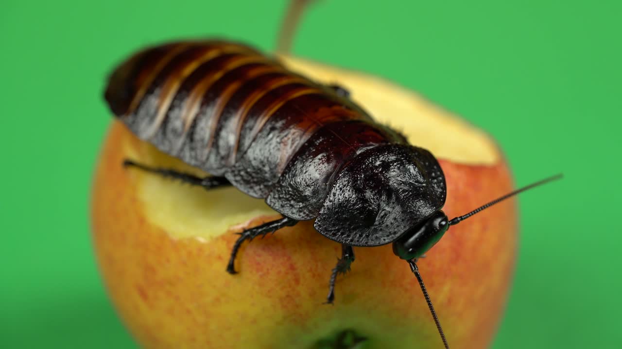 la cucaracha de madagascar se sienta en una manzana. pantalla verde. cerrar