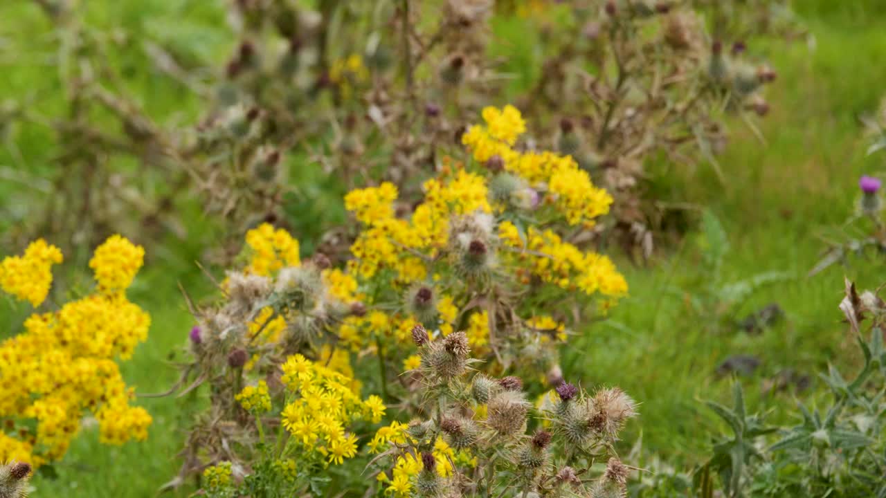 Yellow wildflowers and thistles gently move in a lush green Highland meadow, natural daylight