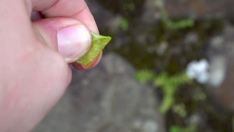 Squeezing-fresh-aloe-vera-gel-onto-fingers,-extreme-close-up