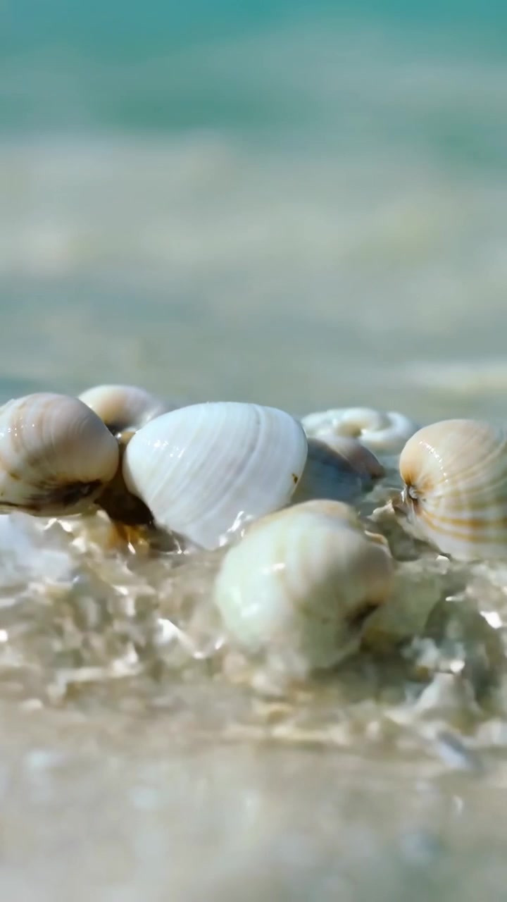 Vertical video: Washing ripple moving forward from surf, nudging shell cluster on wet sand, glint