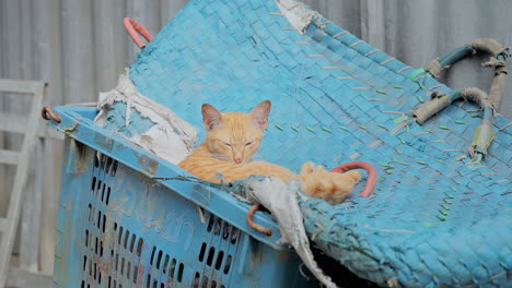 sweet yellow kitten twitching in sleep