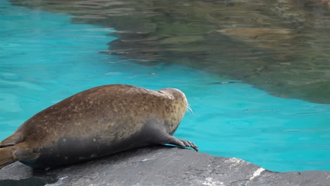 Harbor-Seals-rests-on-the-rock-p7