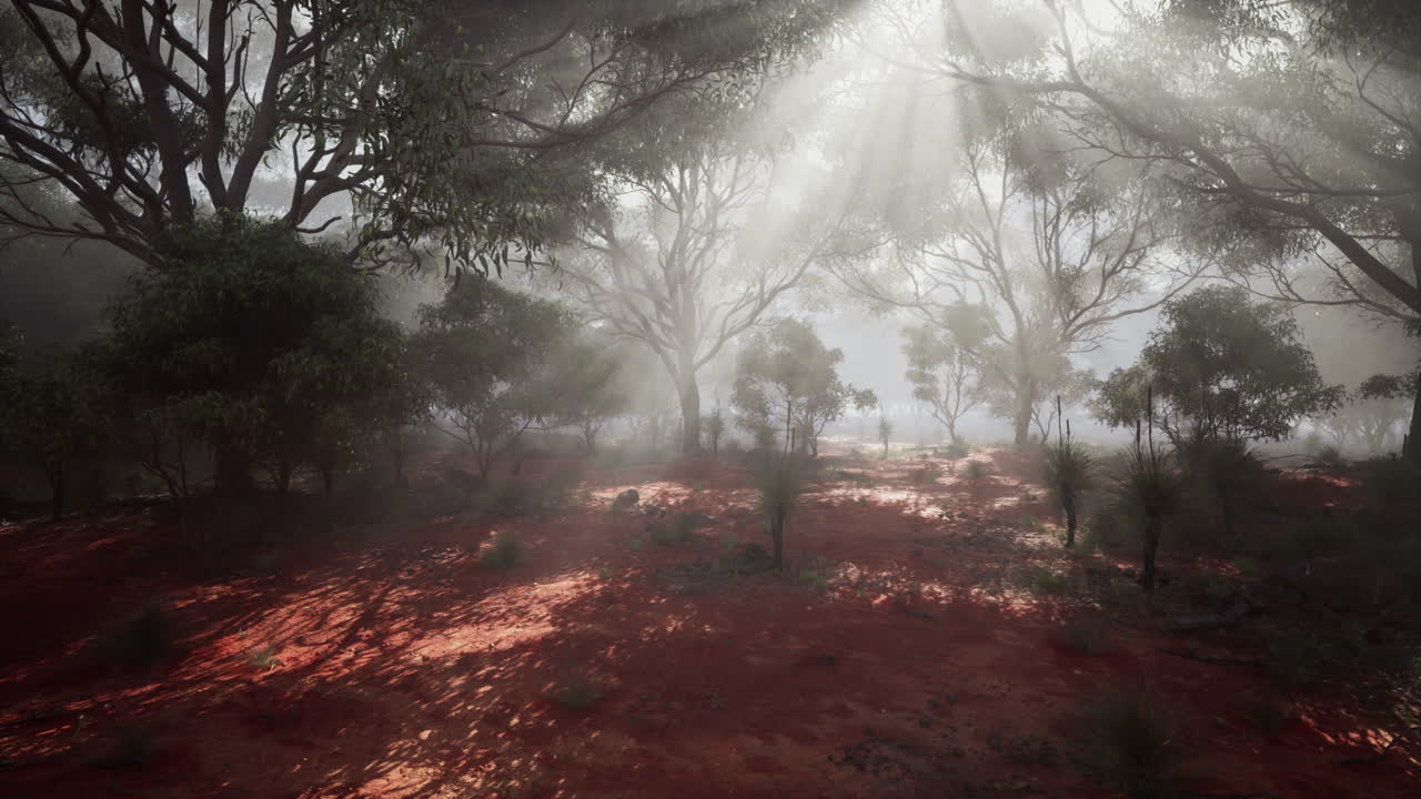 bosque nebuloso con la luz del sol fluyendo a través de los árboles