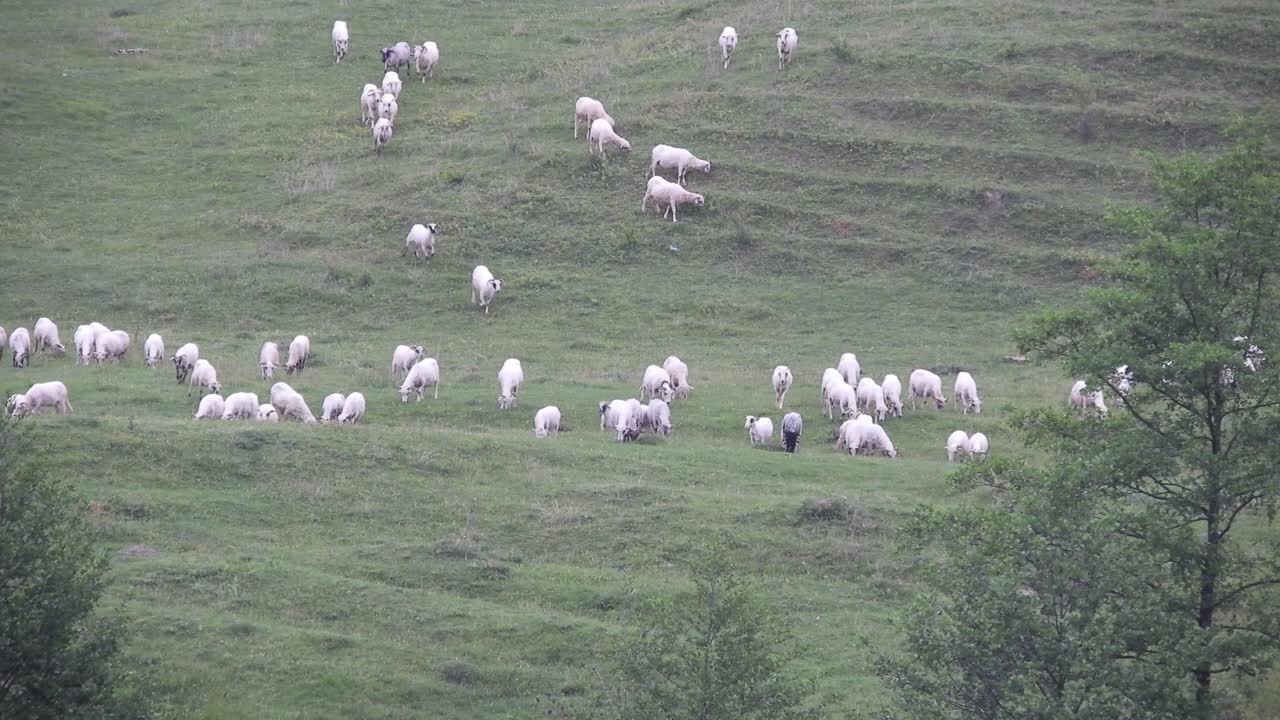 들판에서 풀을 먹고 언덕 아래로 이동하는 양 떼