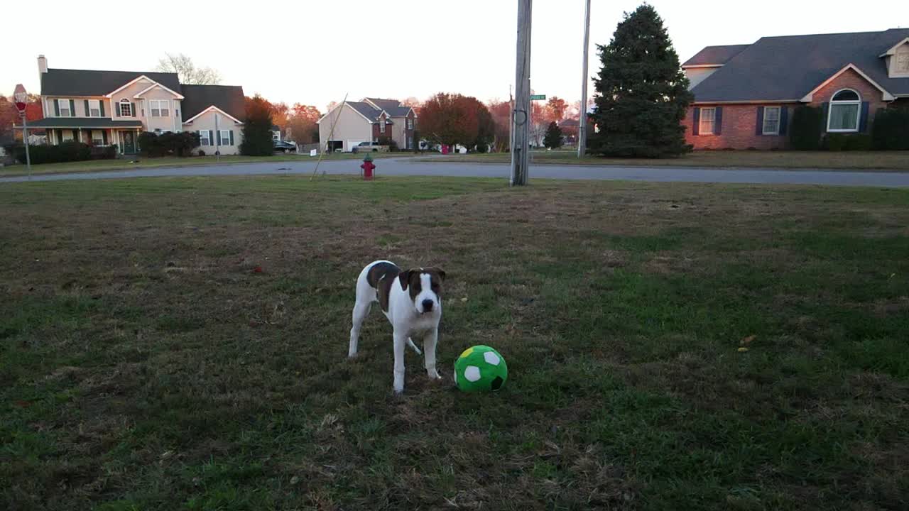 Clip al rallentatore di un cucciolo di pitbull con un pallone da calcio.