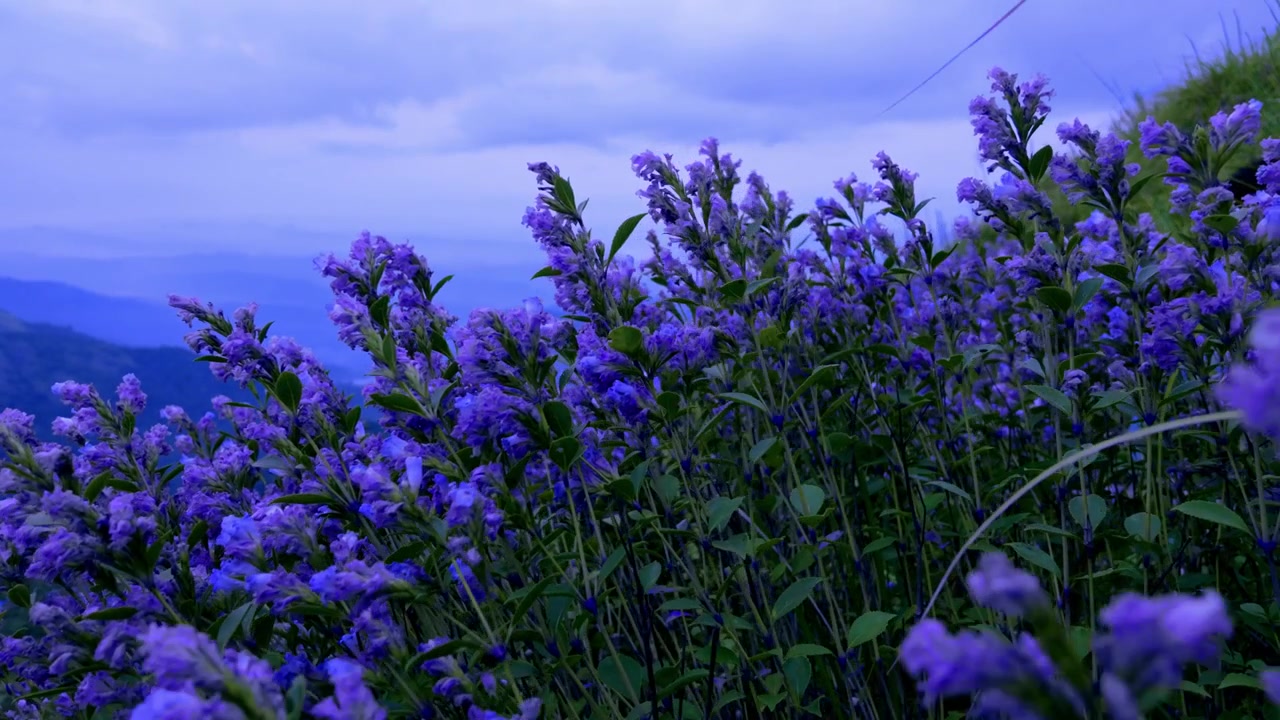 Nærbillede af Neelakurinji-blomster, der blomstrer på de naturskønne bakker i Munnar i Kerala, Indien. De sjældne blå-violette blomster skaber et fantastisk naturligt tæppe over græsarealerne i højden