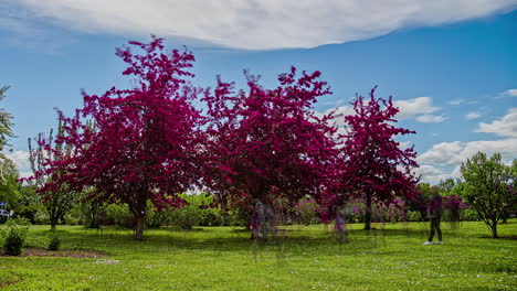 timelapse shot of beautiful pink and white flowering lilac trees in a floral garden on a cloudy day with locals walking around the green garden