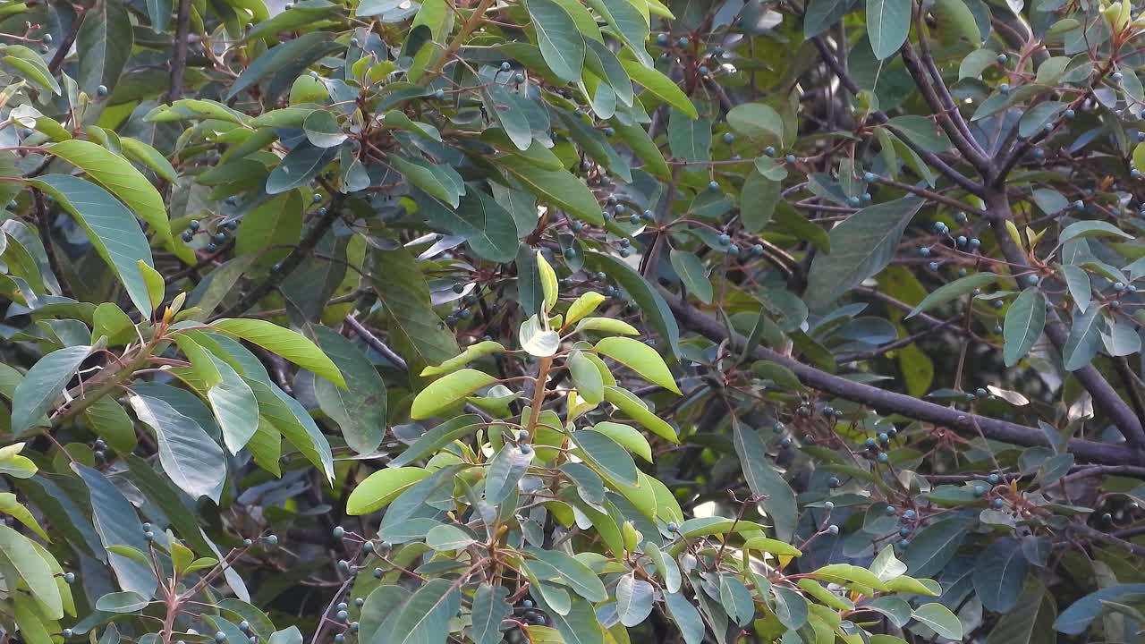 Hornbill plays hide and seek in lush green canopy, Colombia jungle