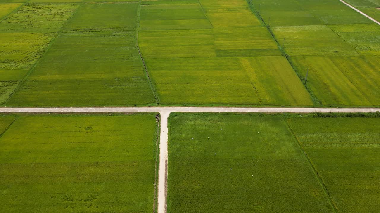 Slow cinematic drone flight over lush green rice fields with small rural road
