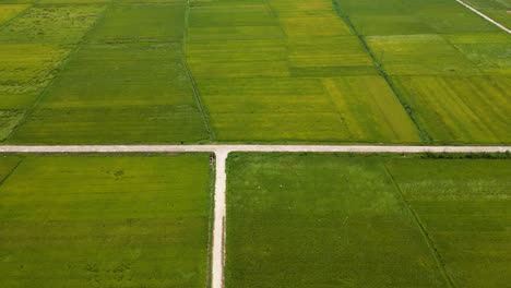 Vuelo-Lento-De-Drones-Cinematográficos-Sobre-Exuberantes-Campos-De-Arroz-Verde-Con-Un-Pequeño-Camino-Rural