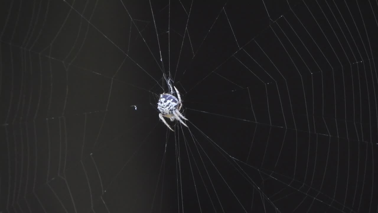 Spider making web - white