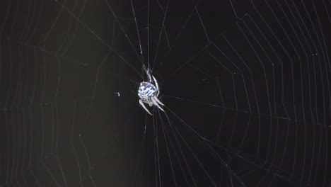 spider making web - white