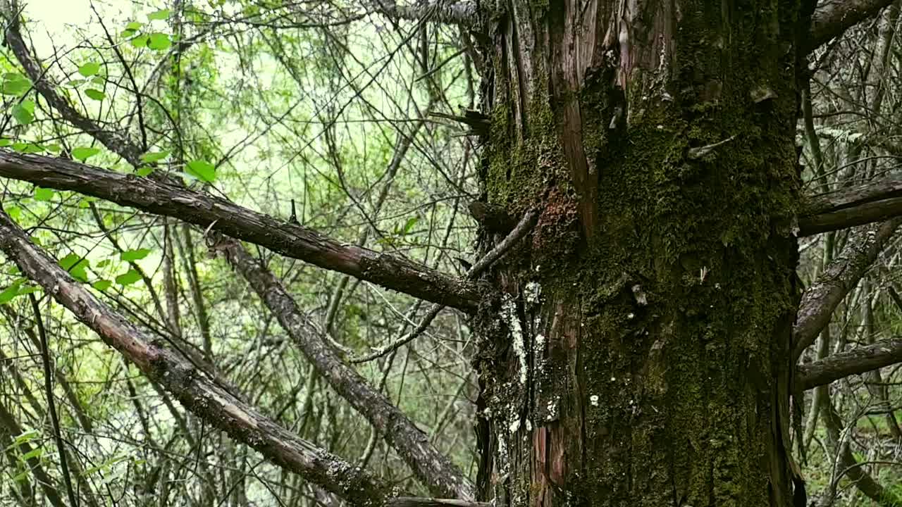 Scary haunted looking old tree with moss on bark and needle like broken branches next to a hiking footpath in forest