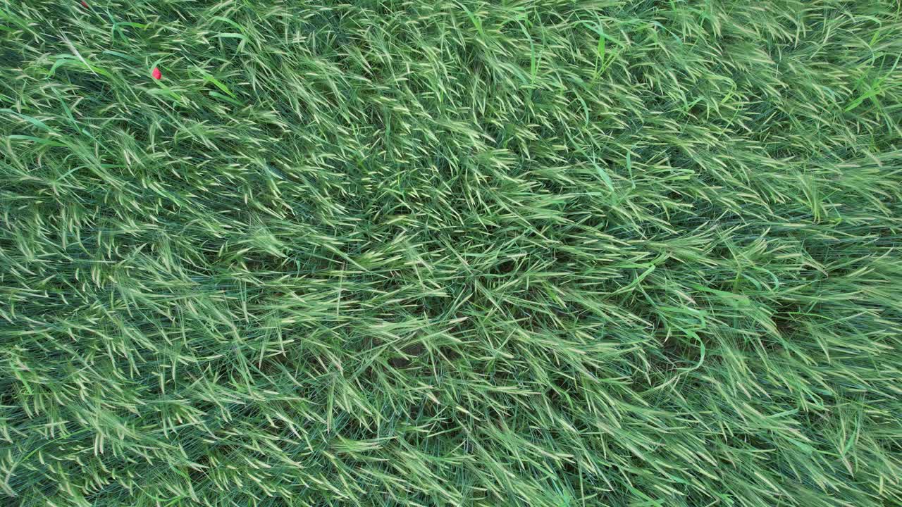均一な農業テクスチャパターンを形成する密集した緑の作物は、健全な植生の成長、耕作地、生態学と農業のコンセプトのための自然な背景を示し、見下ろしで撮影。