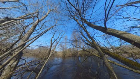 leafless trees in the river in spring