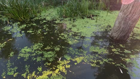 tranquil pond surrounded by lush greenery and trees