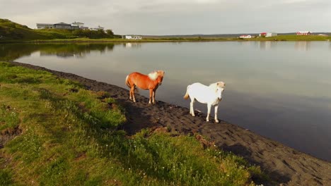 experimente la belleza de islandia mientras los majestuosos caballos vagan libremente por paisajes impresionantes, capturados desde una perspectiva impresionante de drones.