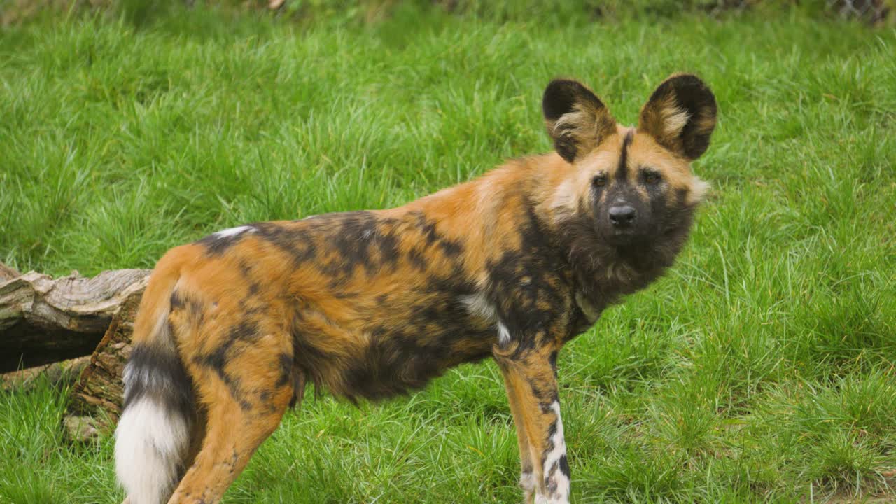 Licaone (Lycaon pictus), conosciuto anche come cane cacciatore del Capo o lupo dipinto, in piedi nell'erba. Perfetto per documentari naturalistici, contenuti educativi e video sulla conservazione.