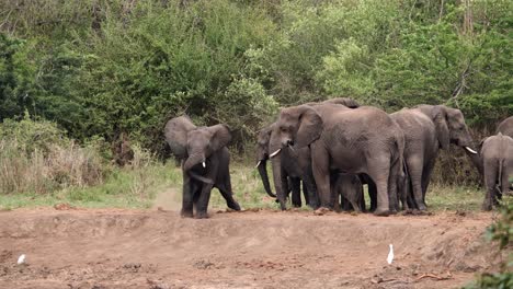 An-African-elephant-lies-down-among-the-herd-and-rubs-its-belly-on-the-ground