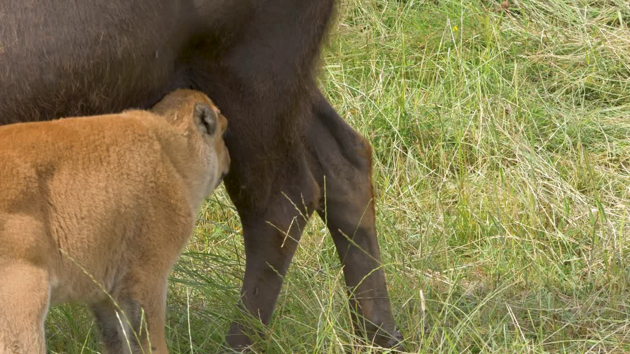 Baby Bison calf nursing