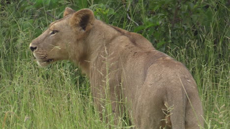 lioness standing in high green grass, view from behind, laying down until it is almost invisible, medium shot