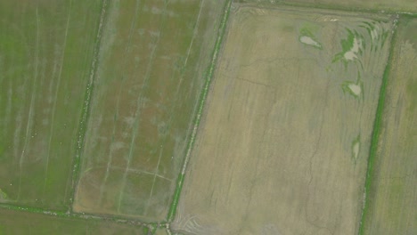 Paddy-Rice-Fields-Top-Down-View-with-an-Aerial-Dolly-Shot