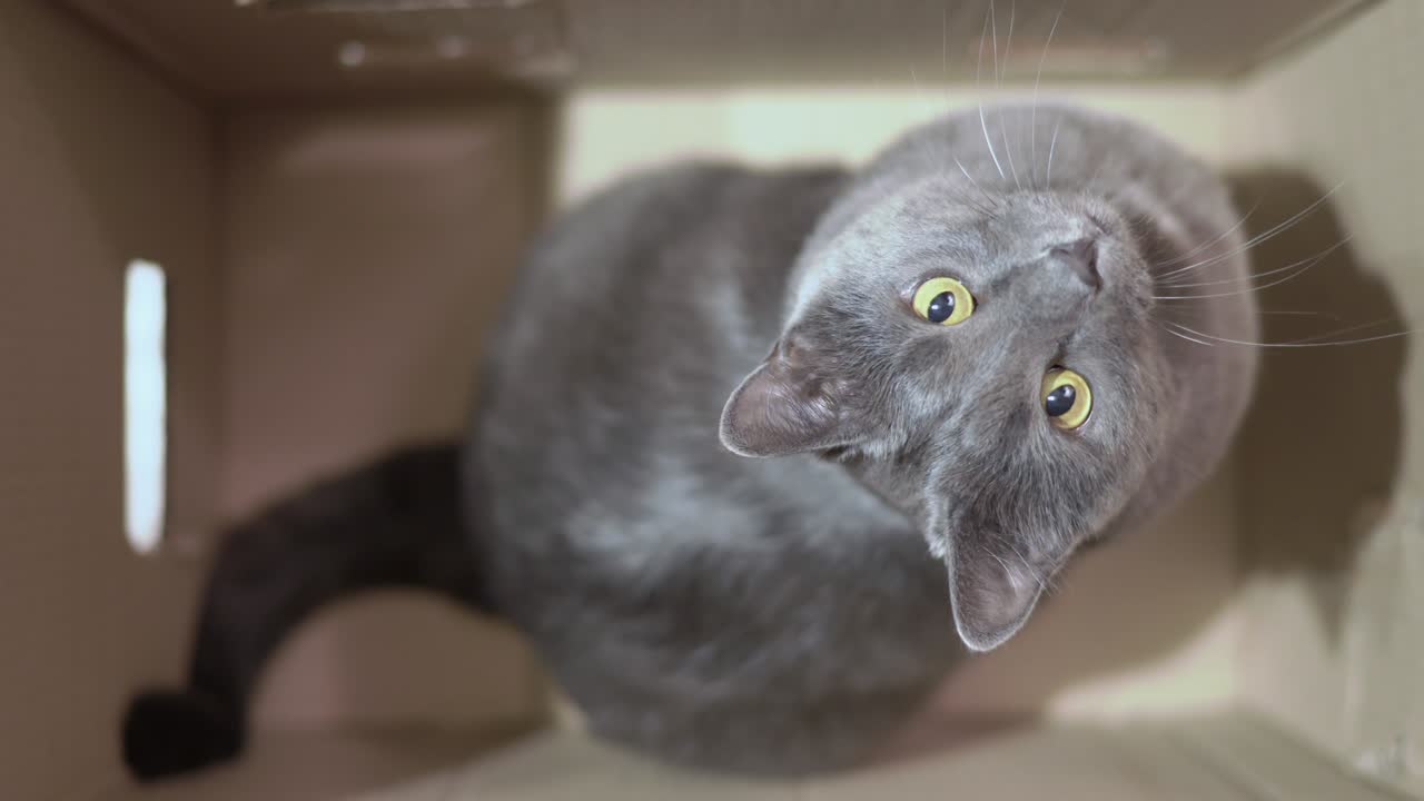 Gatto grigio eccitato durante un gioco in una scatola di cartone che guarda in alto, vista dall'alto